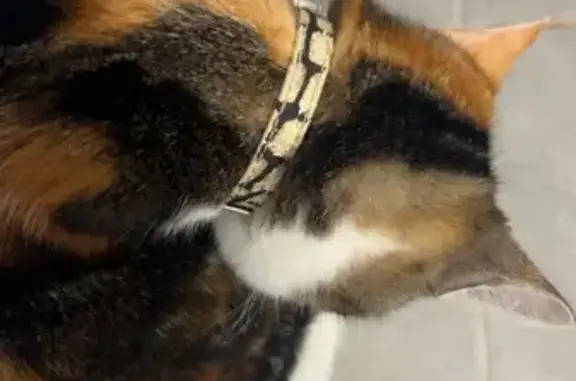 Animaux trouvés Aixe-sur-Vienne, photo: Chat trouvé Rue de Cognac, Aixe-sur-Vienne