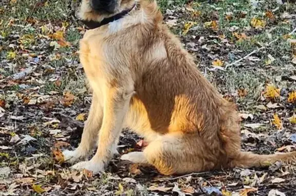 Lost Dog: 85lb Taka Missing in Lawrenceburg