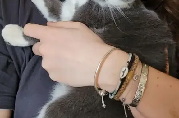 Chat perdu : gris/blanc, collier noir, pucé - photo