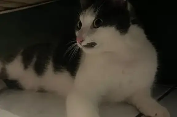 Animaux trouvés Barberaz, photo: Chatte grise et blanche trouvée à Barberaz