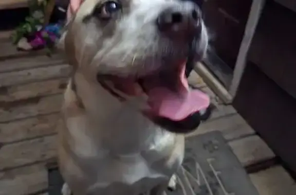 Found dog Post Falls, photo: Found Dog Near 915 East Mullan Ave