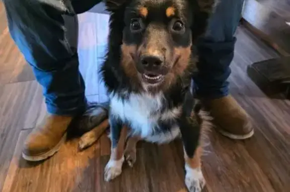 Found Dog: Blue Collar & Long Leash