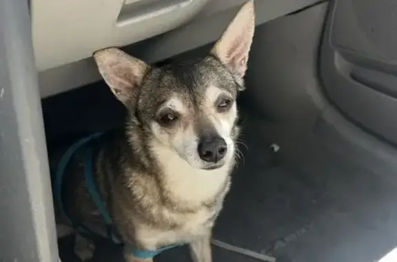 Lost pets San Jose, photo: Lost: 15-Year-Old Chihuahua Mix in San Jose