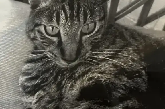 Lost pets St. George, photo: Lost: Silver & Grey Tabby in St. George