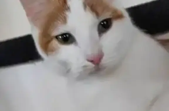 Petite chatte timide perdue à Saintry - photo