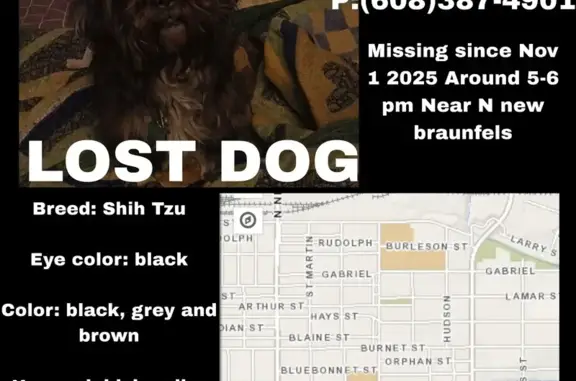 Lost Shih Tzu: Black/Grey, Blue Bonnet St
