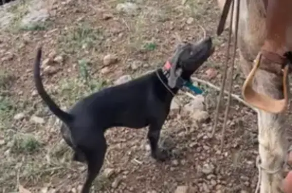 Lost Dog: Milo Spotted Near I-17 Meadow