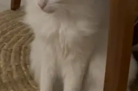 Animaux perdus Boué, photo: Chat perdue Rue Voie des Caures, Boué