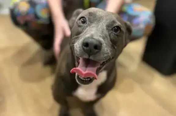 Found dog Arkansas City, photo: Found Dog in Greenbrier: Gray, Brown & White