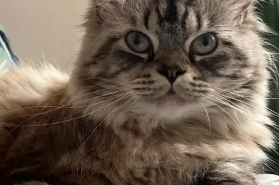 Chat mâle 2 ans perdu, craintif, La Garde - photo