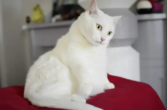 Lost White Cat: Green Eyes, 34th St, Arlington