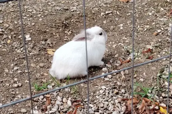 Lapin nain blanc trouvé à Poissy - photo