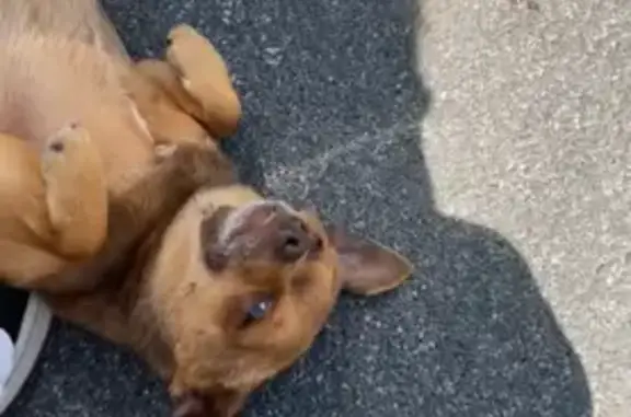 Chien perdu à Châtres : Chihuahua marron - photo