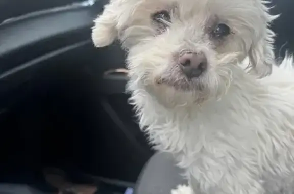 Help Find Bianca: Elderly White Mix Dog