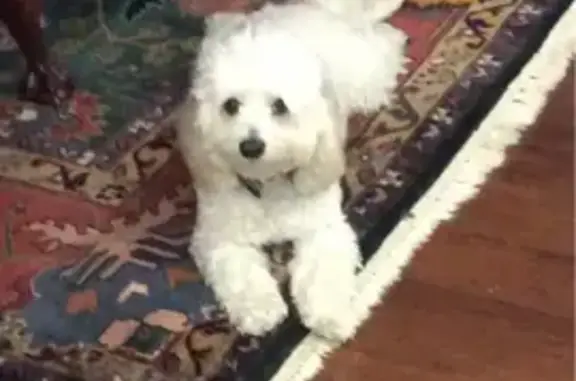 Lost Small White Dog in Cresco Area
