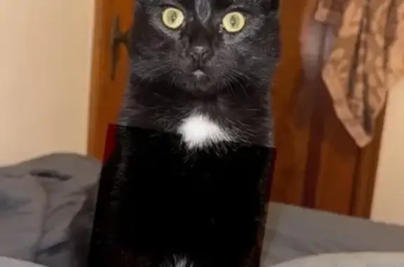 Lost and found pets Cleveland, photo: Lost Black Cat: Almira Ave, Cleveland
