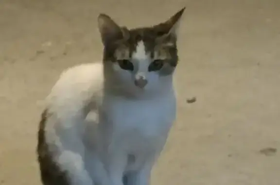 Chat trouvé Tarbes, photo: Chat tacheté trouvé dans garage à Tarbes