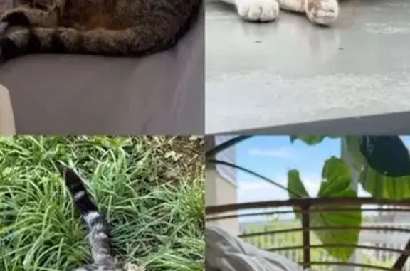 4 chats disparus à Lons-le-Saunier - photo