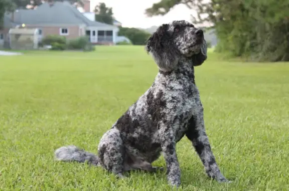 Lost Black & White Doodle on Solomons Rd