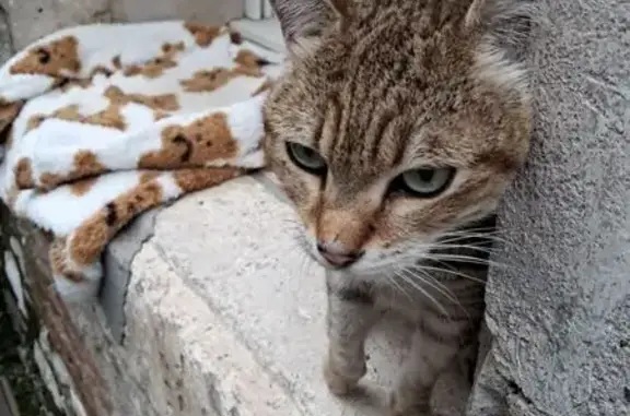 Chat trouvé Villeneuve-sur-Lot, photo: Chaton trouvé queue coupée, Rue Lacuée