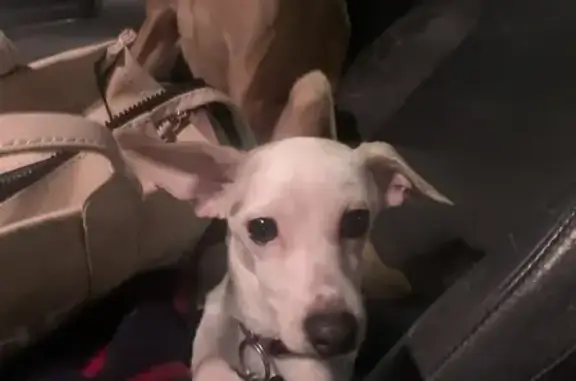 Lost: White Jack Russell 'Princess' on 65th