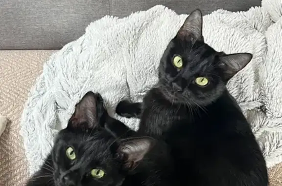 Chats perdus à Colomiers : Batou & Robin - photo