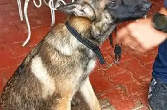 Animaux trouvés , photo: Chienne trouvée peureuse à St-Hilaire
