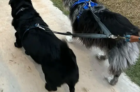 Lost pets Chandler, photo: Lost: Skittish Black Lab-Corgi Mix