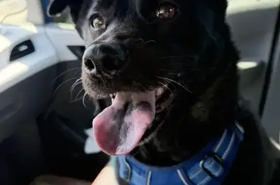 Lost Black Lab-Corgi Mix in Chandler