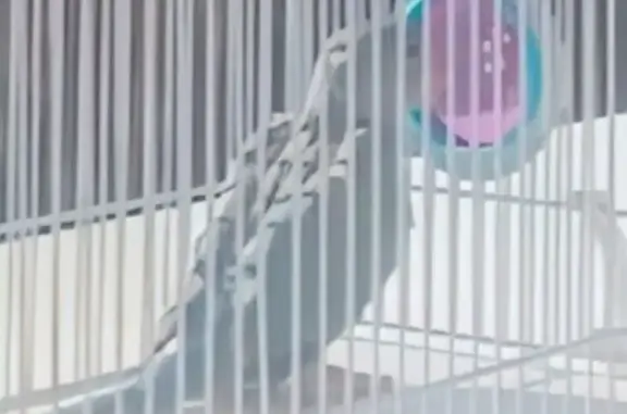 Lost pets Johannesburg, photo: Friendly Blue Bird Lost on Impala Rd