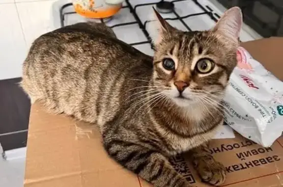 Зникла кішка у Львові: сірий п...