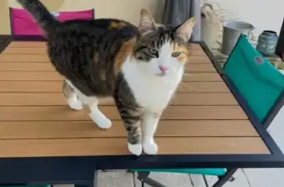 Animaux perdus , photo: Chatte tricolore Naya perdue à Saint-Martial