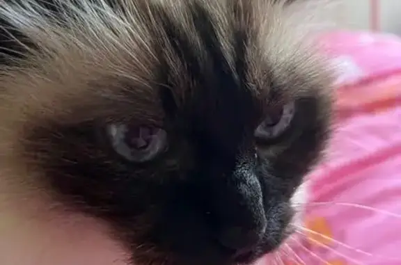 Chat perdu, Marmande, photo: Perdu : Chat mâle Sacré de Birmanie, 11 ans