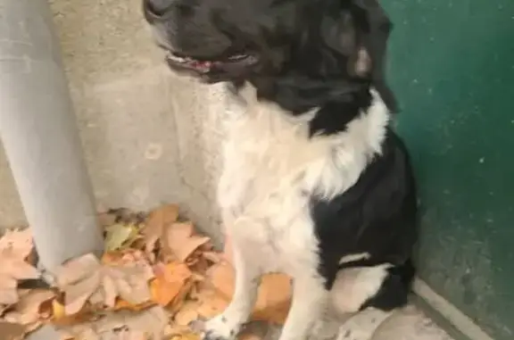 Animaux trouvés Portel-des-Corbières, photo: Chienne noire et blanche trouvée aux Campets