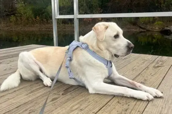 Friendly Lost Dog: White/Yellow Mix in Eagan
