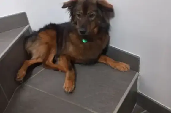 Chien perdu , photo : Chien perdue Ambre, croisée berger, Giers