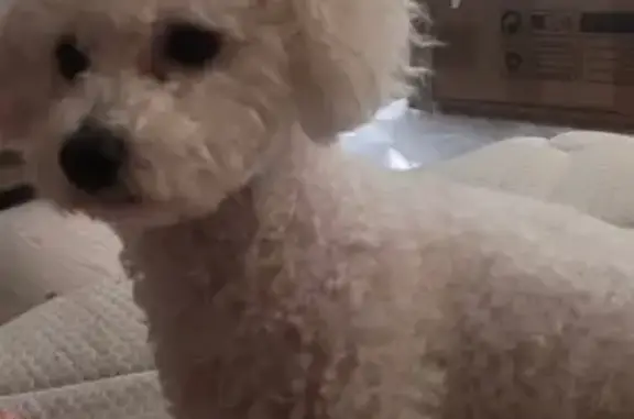 Friendly White Dog Lost on W Northern Ave