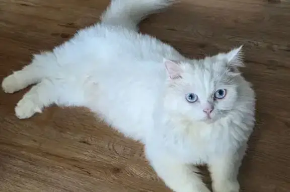 Lost White Persian Cat: Pasir Ris Area