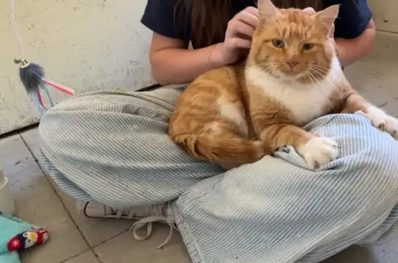 Lost Orange Cat: Sardine in Kaysville