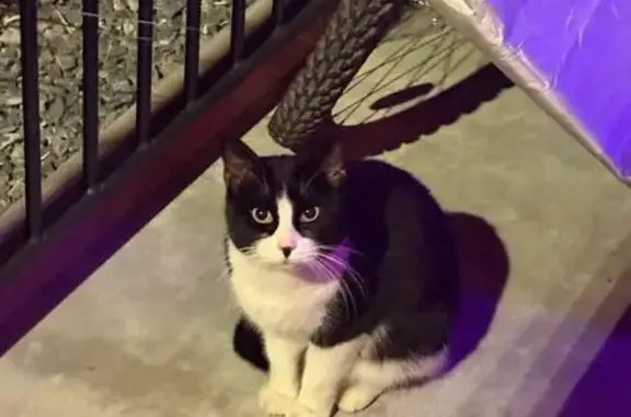 Found pets , photo: Found: Black Cat with White Chest in Ogden