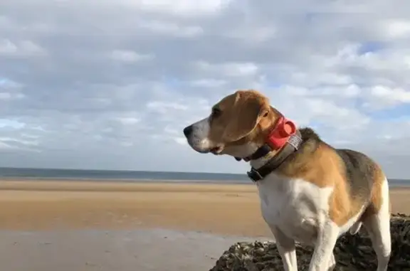 Chien perdue à Ousson-sur-Loire - photo