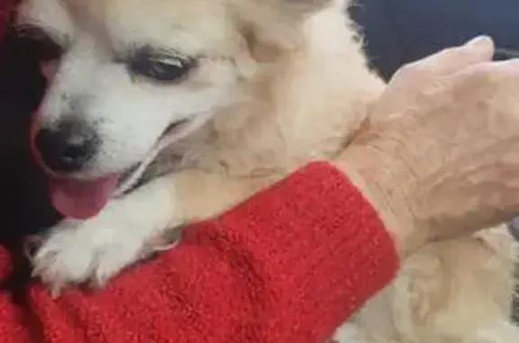 Chienne Chihuahua Beige Trouvée Urgent - photo
