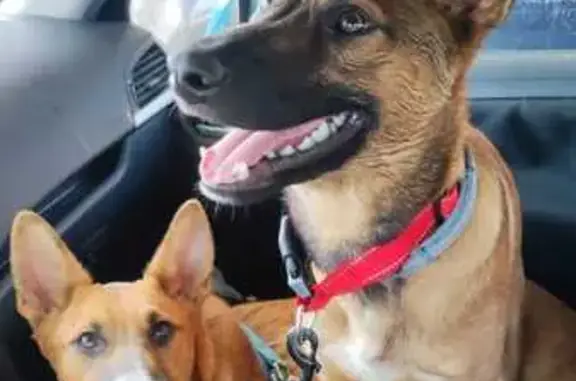 Perro Perdido en Málaga: Kuma, Mix Podenco