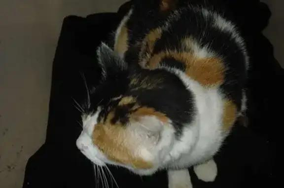 Chat trouvé , photo: Chat tricolore trouvé avec collier gris