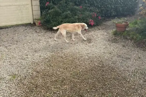 Chien trouvé , photo: Chien trouvé avec collier à Saint-Aignan