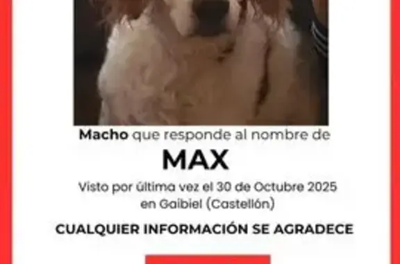 Perro Perdido: Blanco y Marrón en Gaibiel