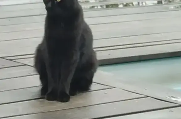 Chat noir perdu, craintif, yeux verts jaunes - photo