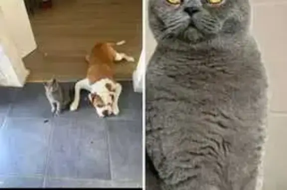 Missing cat , photo: Friendly Grey Cat Missing in Liverpool L9