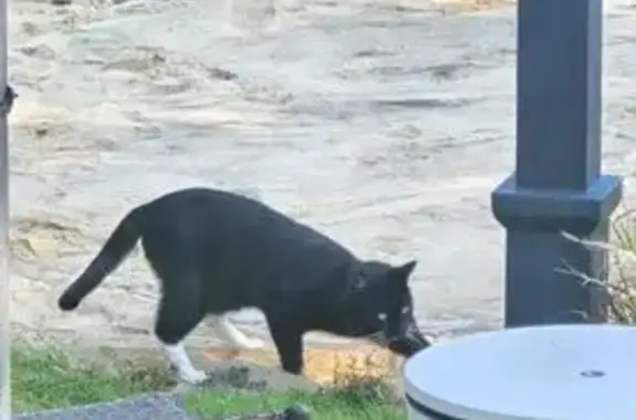 Lost Cat: Black & White, Blue Collar