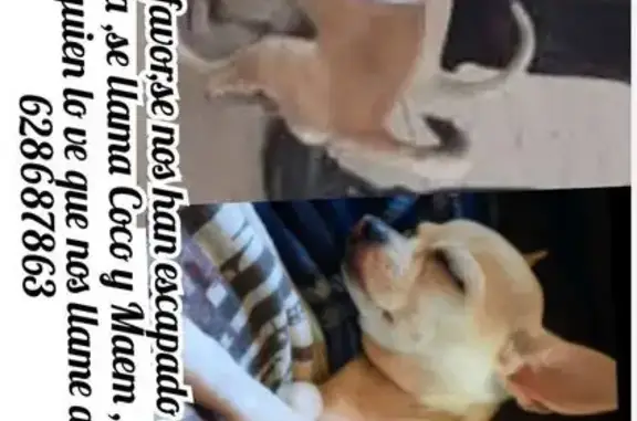 Perro Perdido en Camino Las Abejorreras